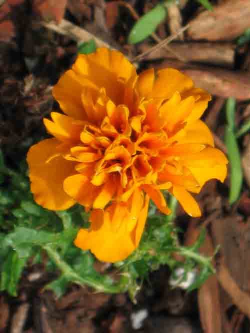 052711marigold.jpg