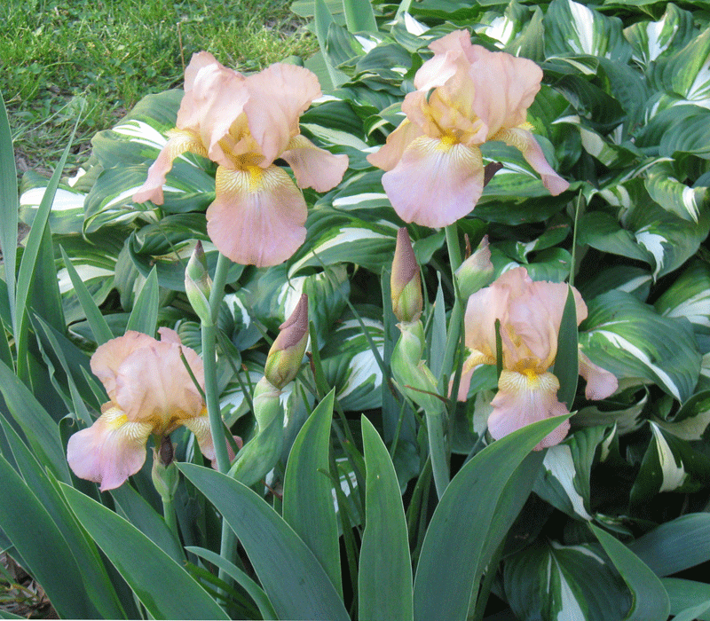 052915iris.gif