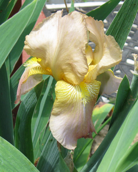 053112yellowiris.jpg