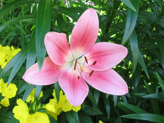 060217lily.jpg