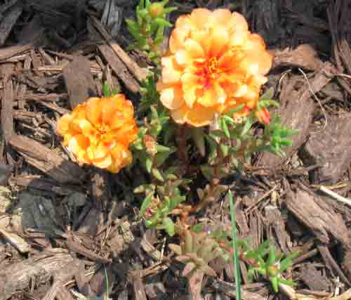 060911portulaca.jpg