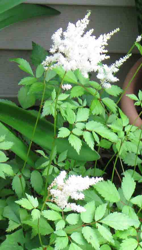 060911whiteastilbe.jpg