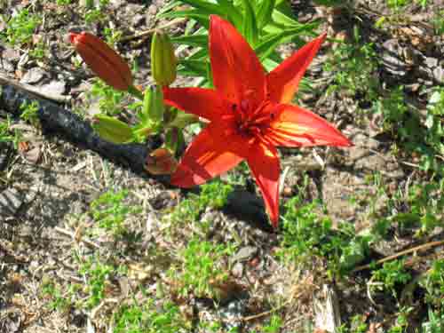 061010redlily.jpg