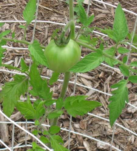 061512tomato.jpg