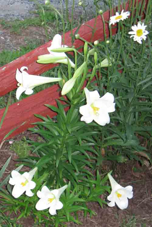 061711easterlily.jpg