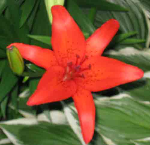 061711redlily.jpg