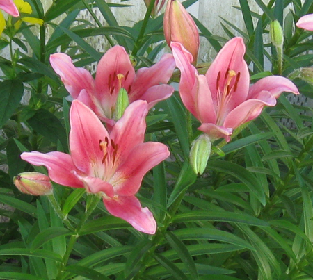 062010lily.jpg