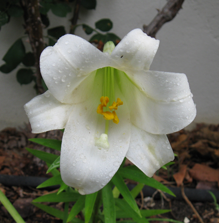 062113lily.jpg