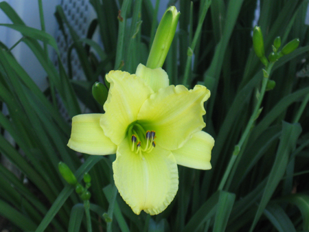 062212yellowlily.jpg