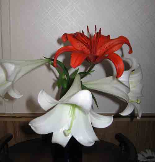 062411lilies.jpg