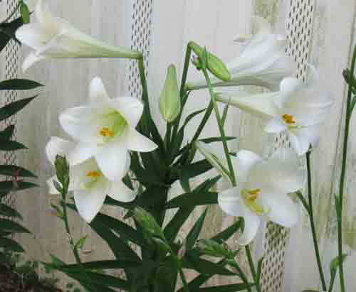 062610easterlily.jpg