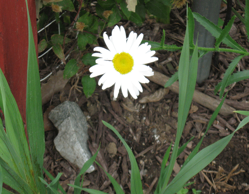 062714daisy.gif