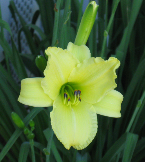 070210yellowlily.jpg