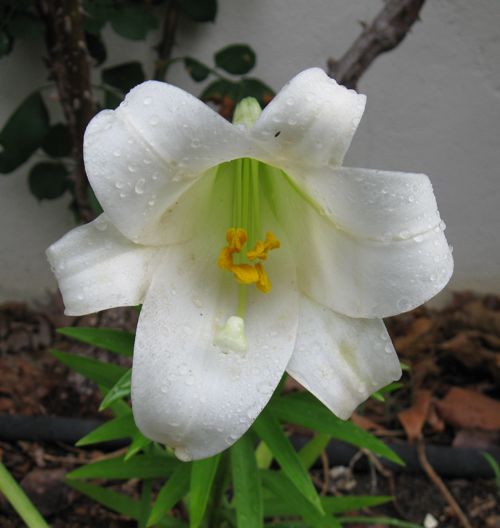 070309easterlily.jpg