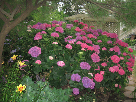 070612hydrangea.jpg