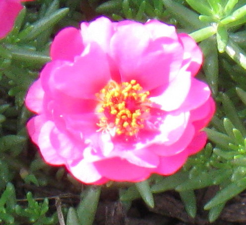 070811mossrose.jpg