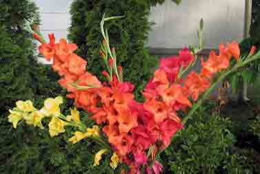 070910glads.jpg