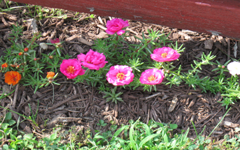 071114portulacas.gif