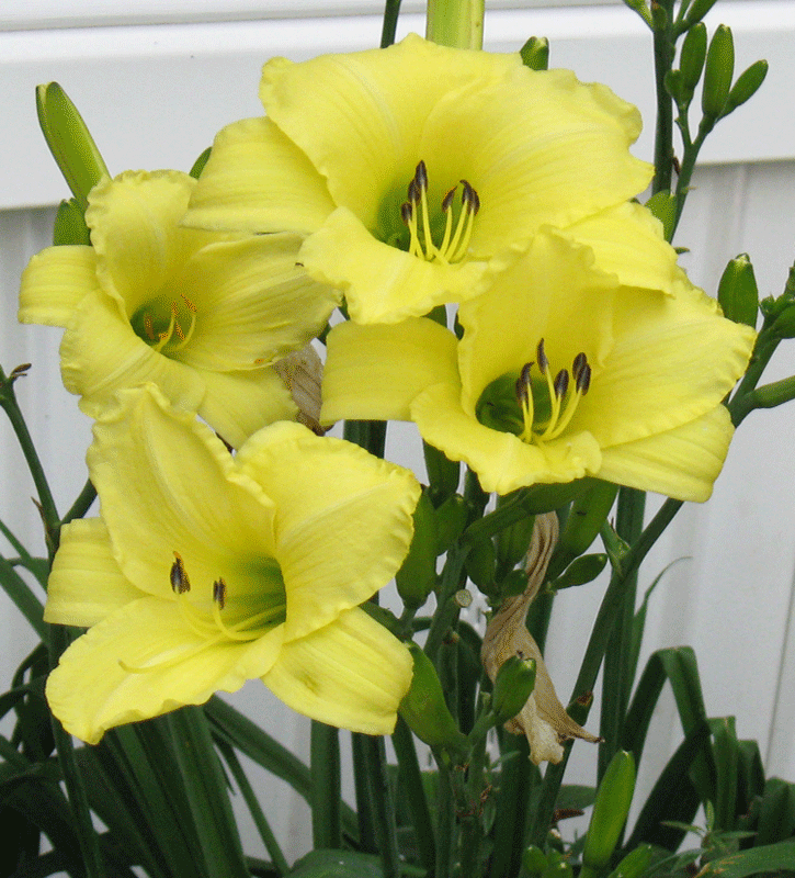 071815yellowlilies.gif