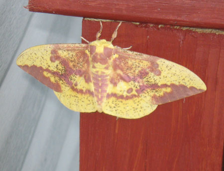 072312moth.jpg