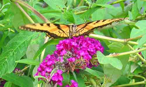 080510butterfly.jpg