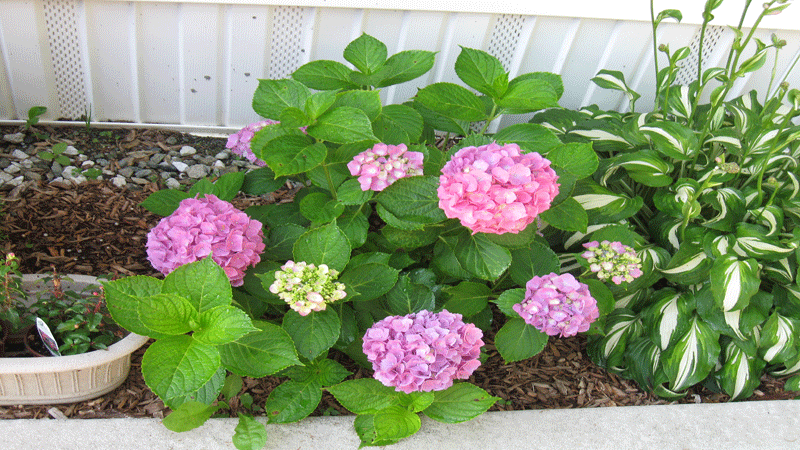 080814hydrangea.gif