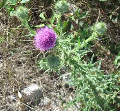 082010thistle.jpg