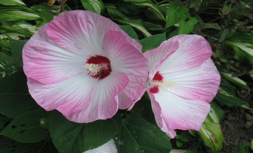 082214hibiscus.gif