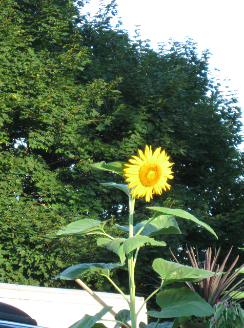 082610sunflower.jpg