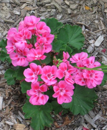 082913geranium.jpg