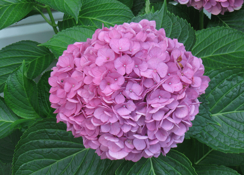 082914hydrangea.gif