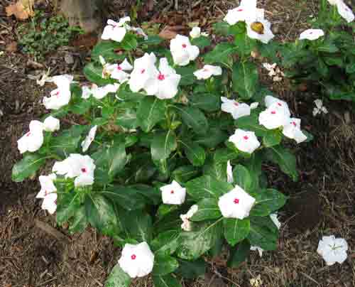 090409vincas.jpg