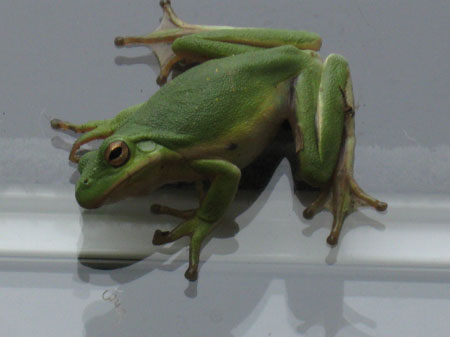 091011treefrog.jpg