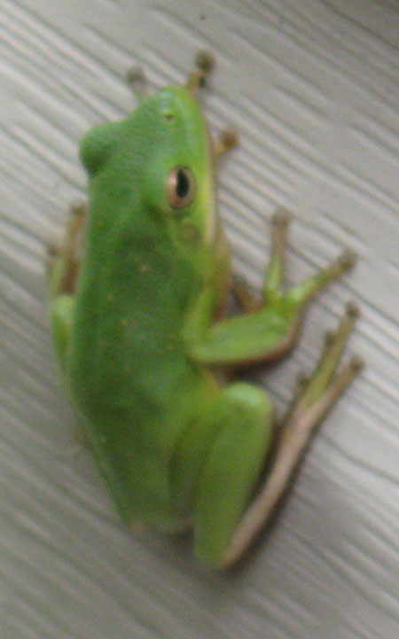 091011treefrog2.jpg