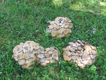 092411fungus.jpg