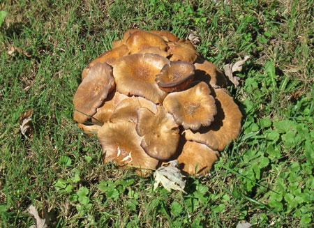 092411fungus2.jpg