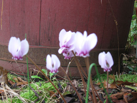 092812cyclamen.jpg