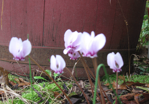 09302016cyclamen.gif