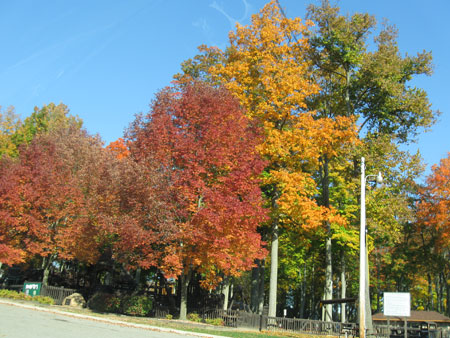 101511misugarmaples.jpg