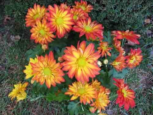 102004mums.jpg