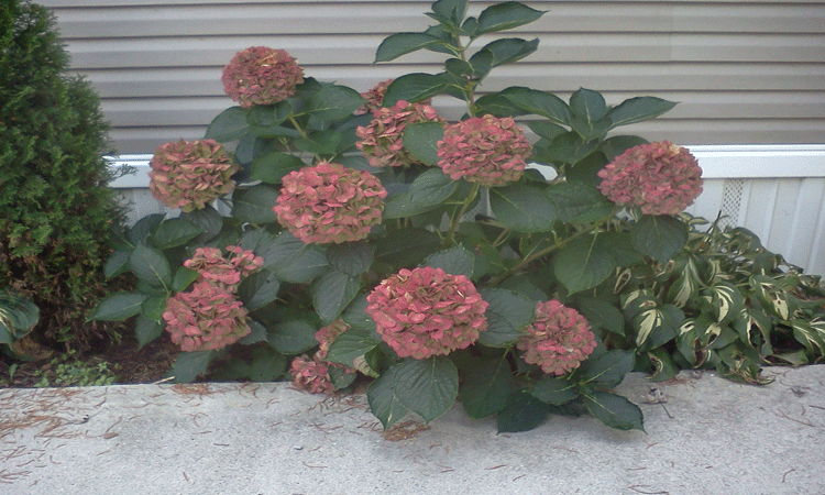 102414hydrangea.gif