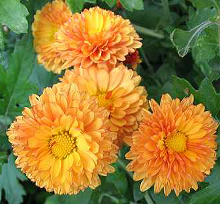 102904mums.jpg