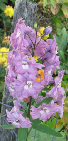 102911delphinum.jpg