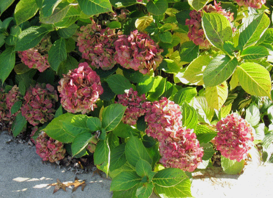 110615hydrangea.gif