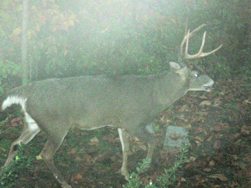 111610bigbuck.jpg