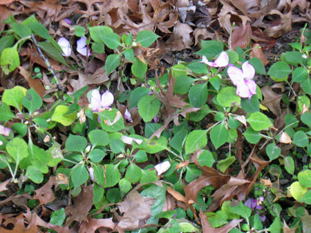 111811impatiens.jpg