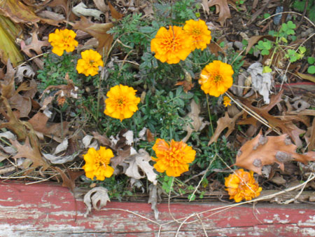 111811marigold.jpg