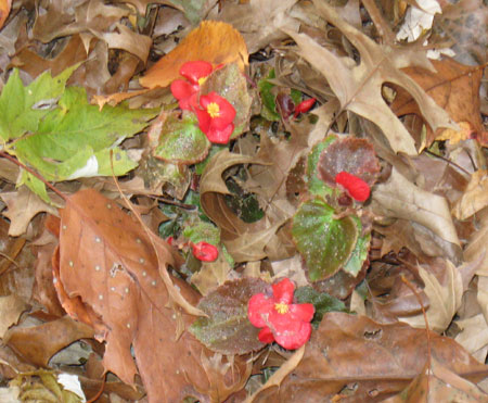 111811waxbegonia.jpg