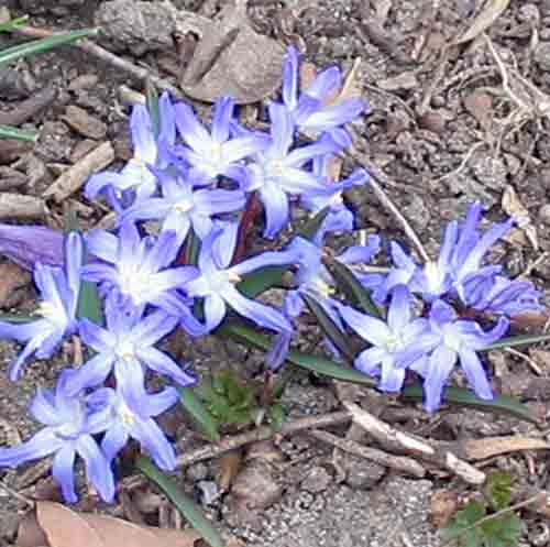 2007blueflowers.jpg