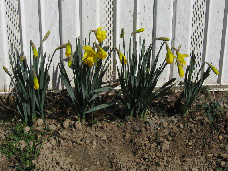 2012daffs.gif